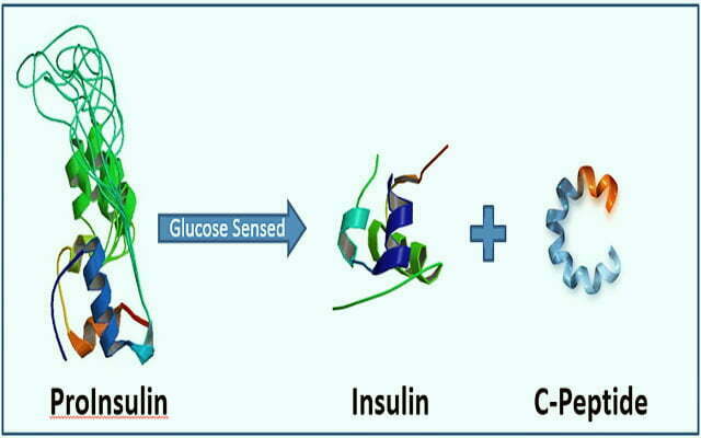 C - peptide và Insulin đều là sản phẩm của sự phá vỡ chuỗi proinsulin